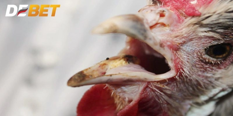 Gà khó thở thường có triệu chứng lờ đờ, hơi thở gấp gáp