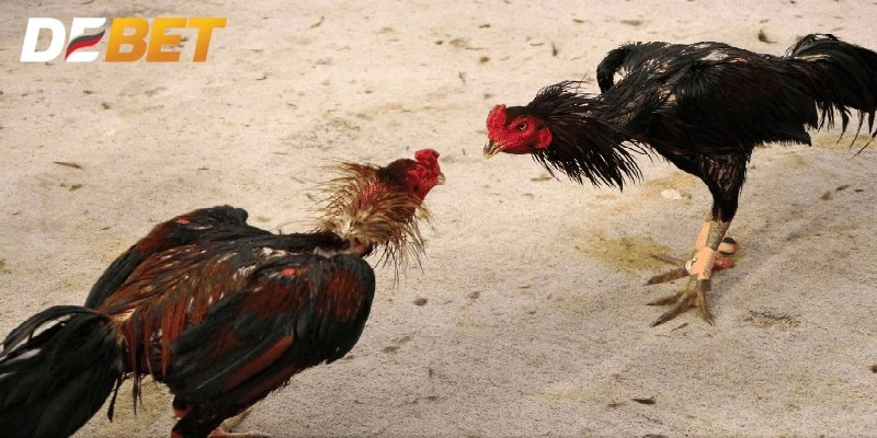 Gà chiến bị khó thể ảnh hưởng đến kết quả trận đấu