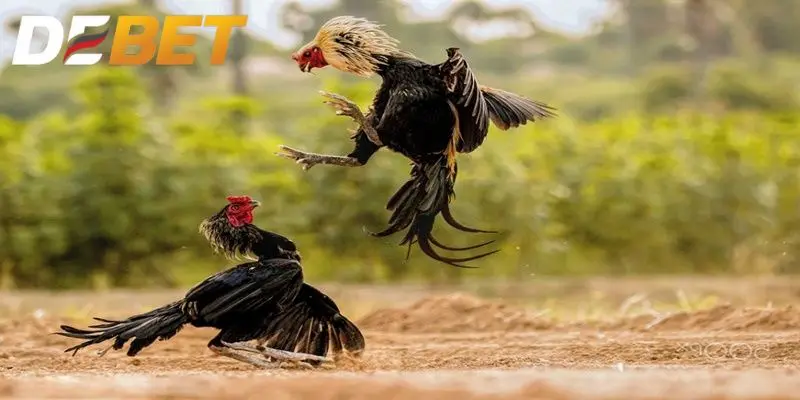Trực tiếp đá gà C4 tại DEBET sở hữu nhiều ưu điểm vượt trội