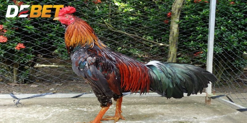 Chăm sóc sức tốt sức khỏe gà chiến tránh mắc bệnh hô hấp