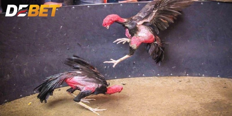 Gà chiến tốt đôi mắt sáng, trông lanh lợi