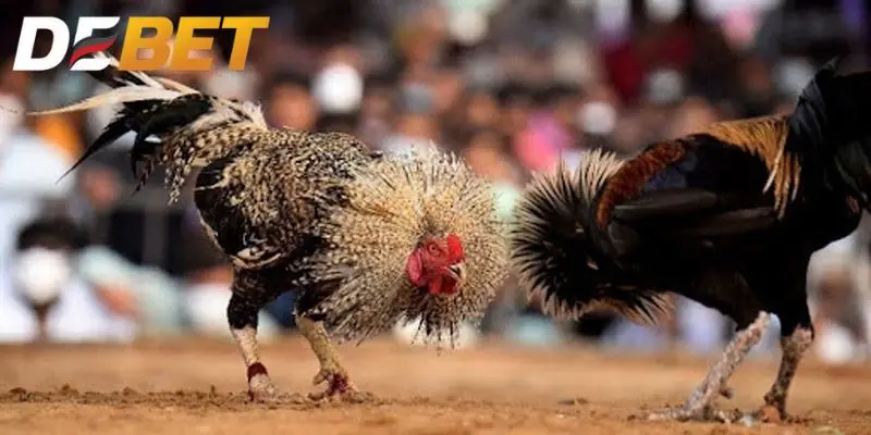 Một số loại hình đấu gà trực tiếp C4 được ưa chuộng nhất hiện nay