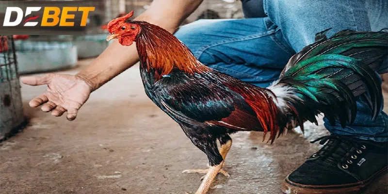 Cách trị gà đá bị hóc theo phương pháp day diều