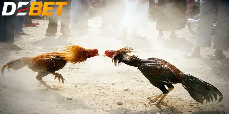 Đá gà trực tuyến DEBET cung cấp nhiều loại hình đá gà kịch tính