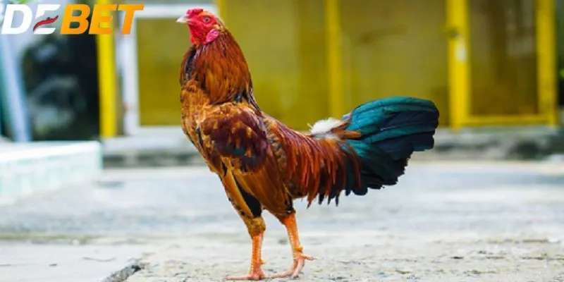 Gà đá bị hóc dễ dàng nhận biết