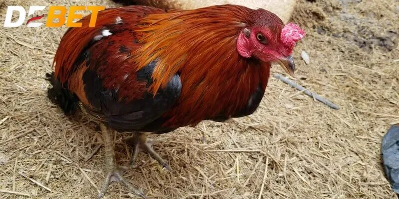Gà đá bị hóc do nhiều nguyên nhân gây ra