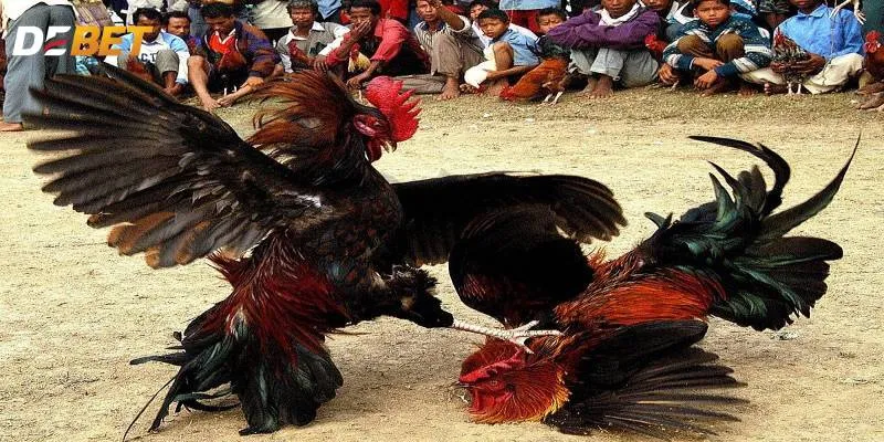 Sảnh đá gà Debet sự lựa chọn hàng đầu dành cho các kê thủ